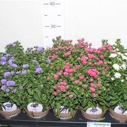 Aster mix Schnäpch. von Uhr T12 H030