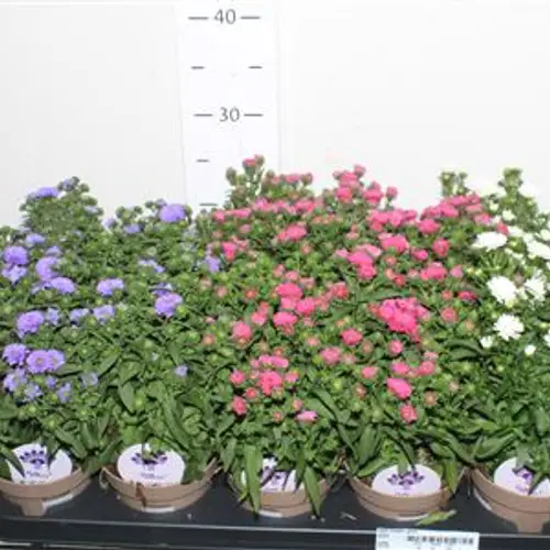 Aster mix Schnäpch. von Uhr T12 H030