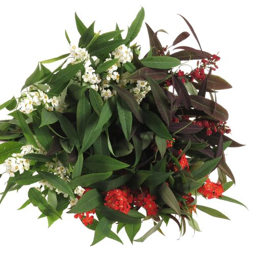 Euphorbia mix Tros 60cm
