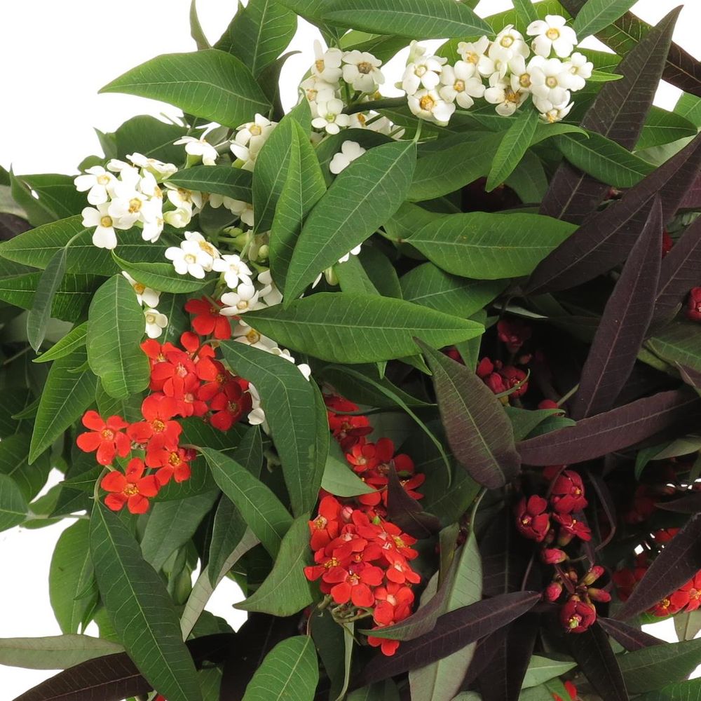 Euphorbia mix Tros 60cm