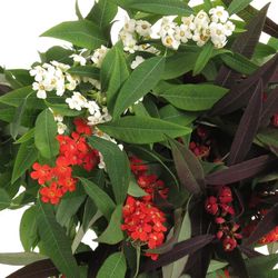 Euphorbia mix Tros 60cm