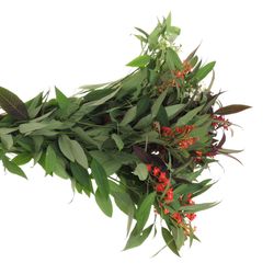 Euphorbia mix Tros 60cm