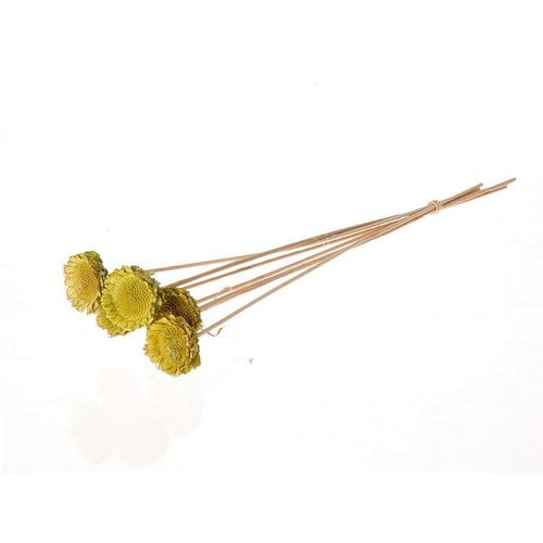 Trocken Protea auf Stab grün D06cm H50cm