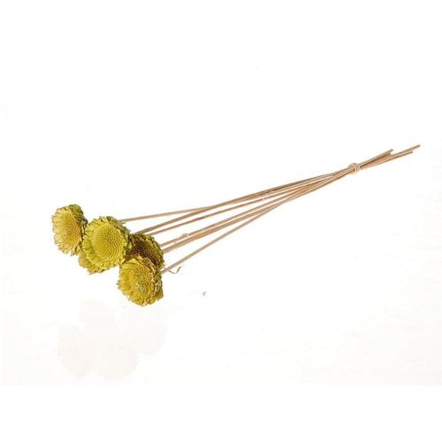 Trocken Protea auf Stab grün D06cm H50cm