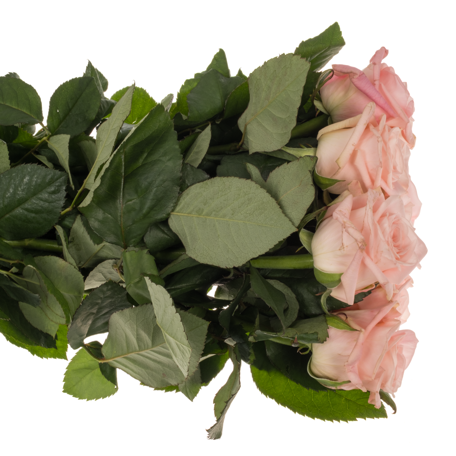 Rose hell rosa Big Baby 60cm