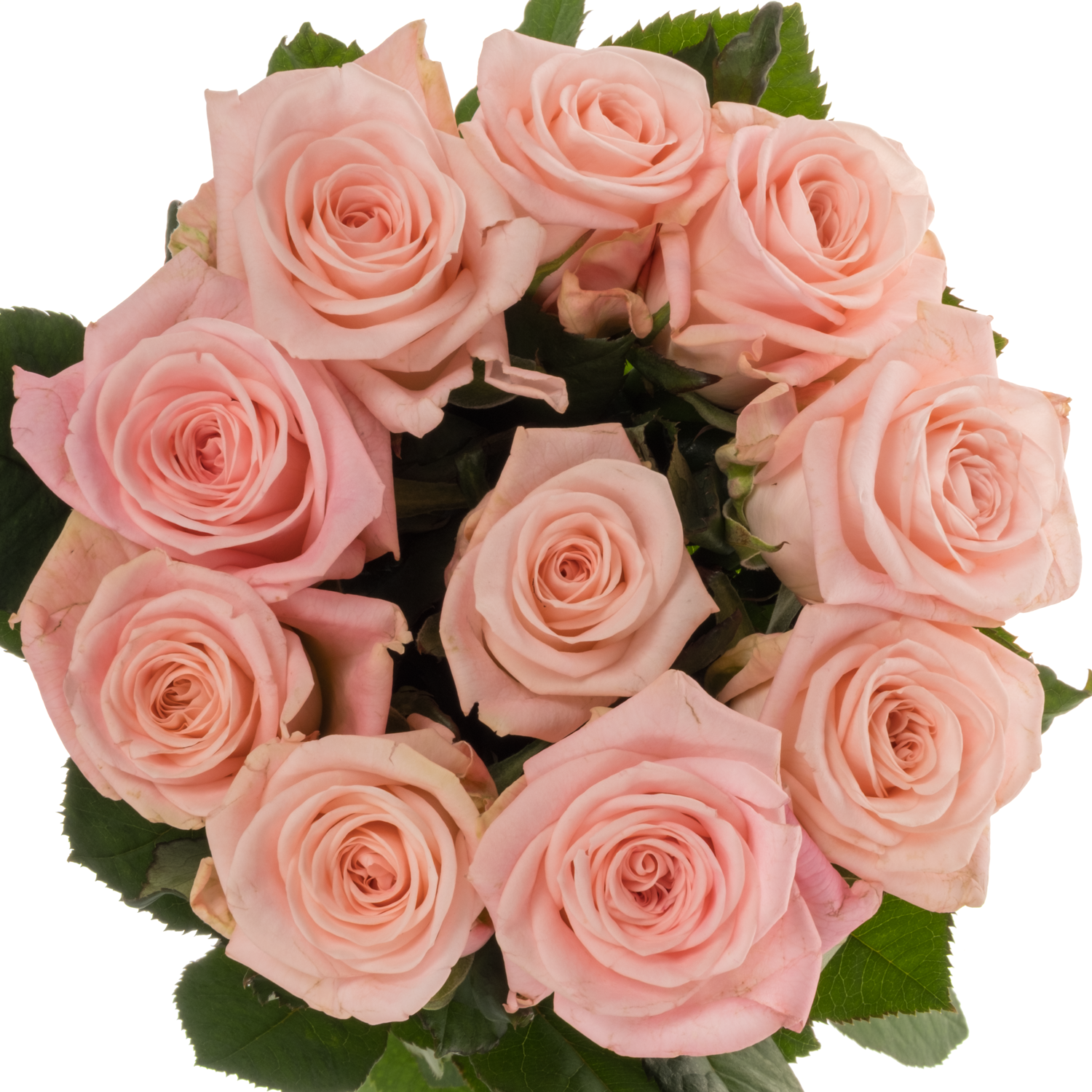 Rose hell rosa Big Baby 60cm