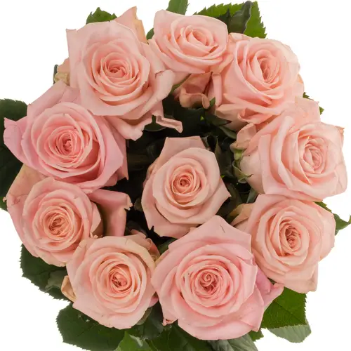 Rose hell rosa Big Baby 60cm