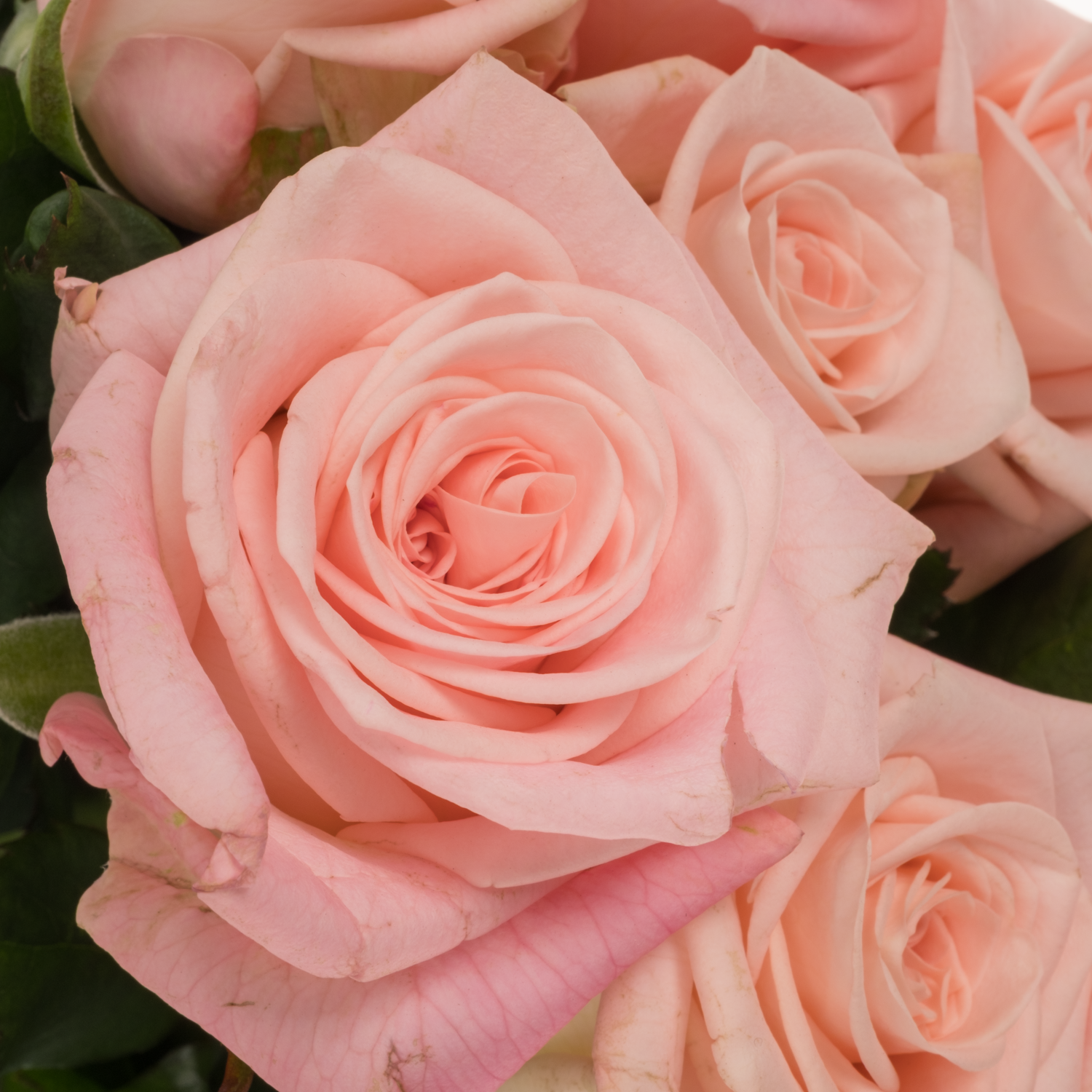 Rose hell rosa Big Baby 60cm