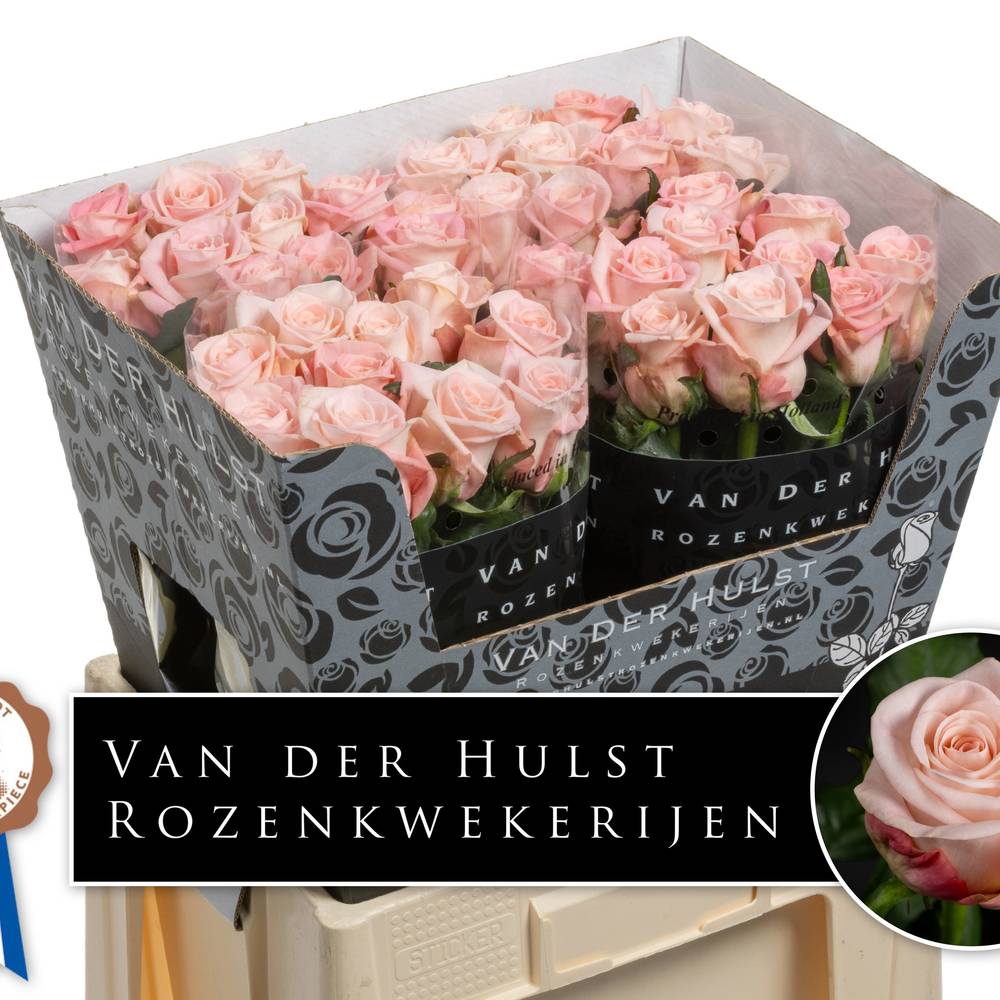 Rose hell rosa Big Baby 60cm