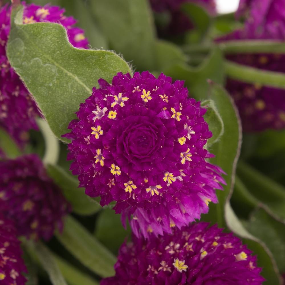 Gomphrena fuchsia 45cm