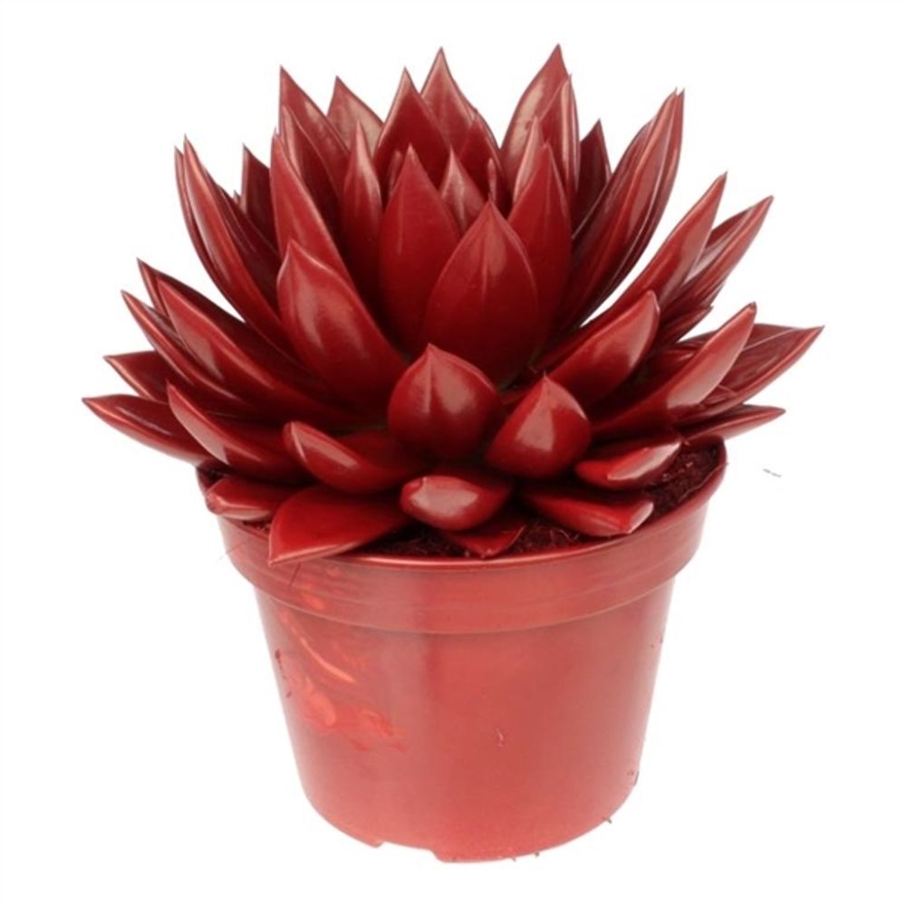Echeveria Gefarb T15 H18 rot
