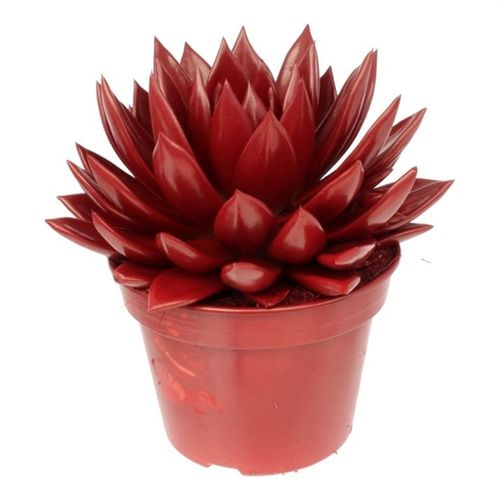 Echeveria Gefarb T15 H18 rot