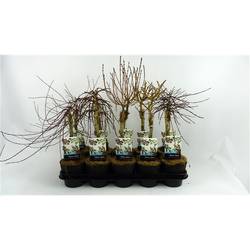 Salix mix T12 H050