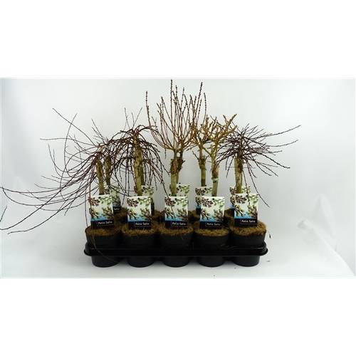Salix mix T12 H050