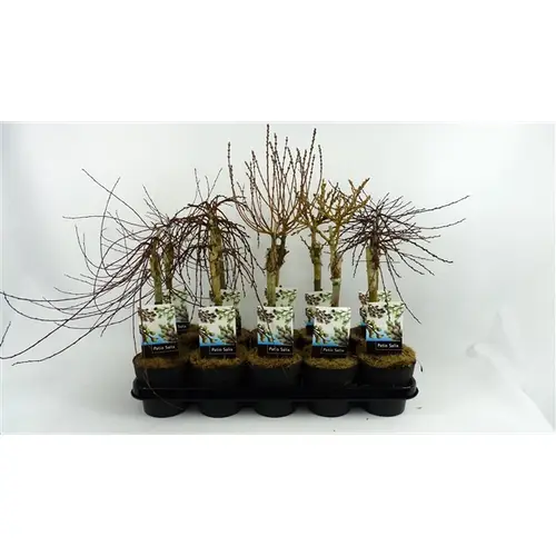 Salix mix T12 H050