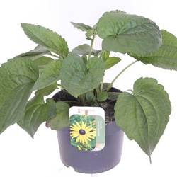 Rudbeckia dunkel gelb Fulg. Goldst T17 H025