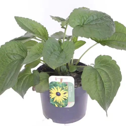 Rudbeckia dunkel gelb Fulg. Goldst T17 H025