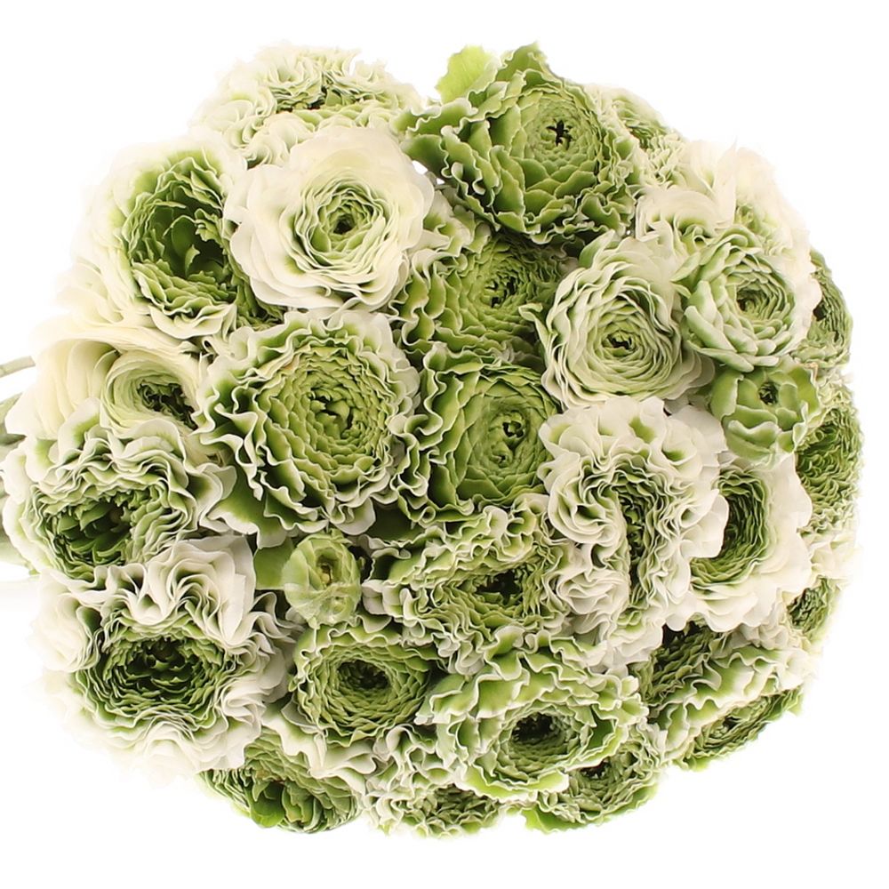 Ranunkel Cloni grün/weiss