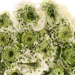 Ranunkel Cloni grün/weiss