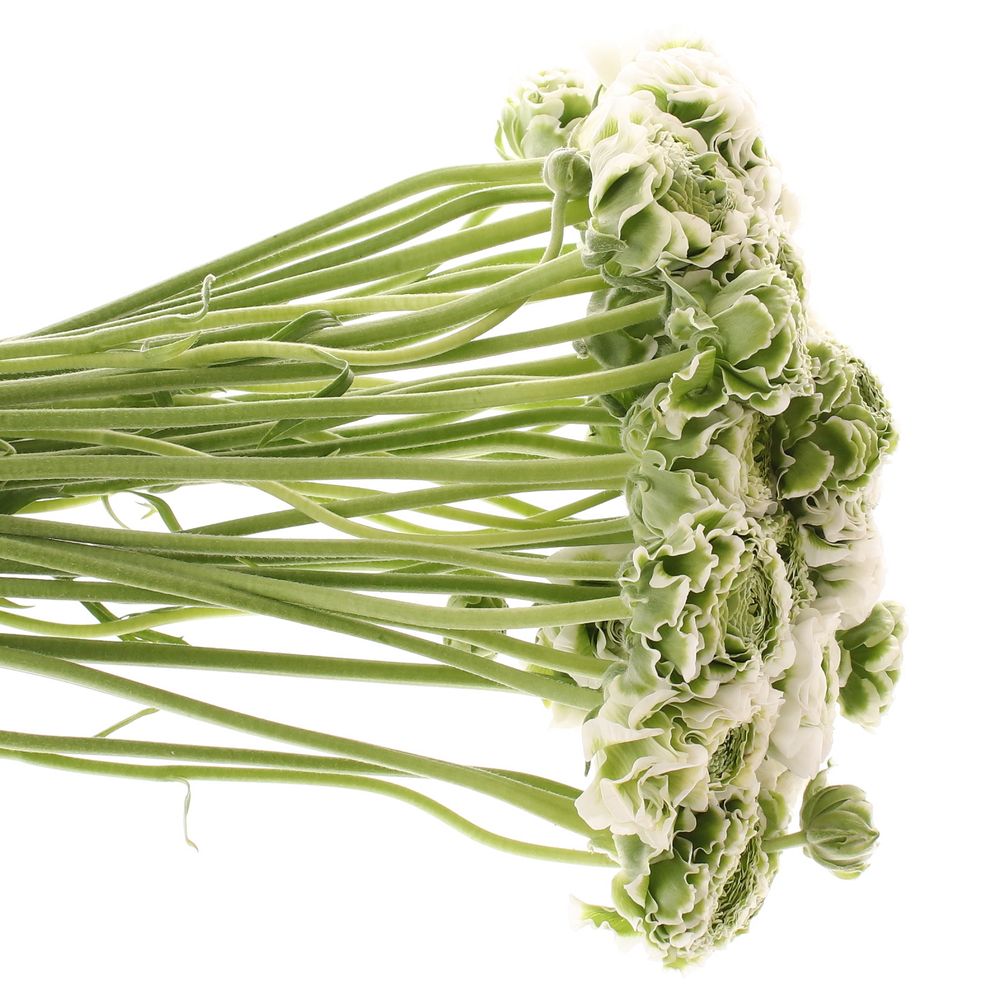 Ranunkel Cloni grün/weiss