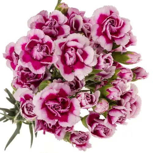 Spraynelke rosa/lila Trendy Tessino 60cm