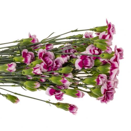 Spraynelke rosa/lila Trendy Tessino 60cm