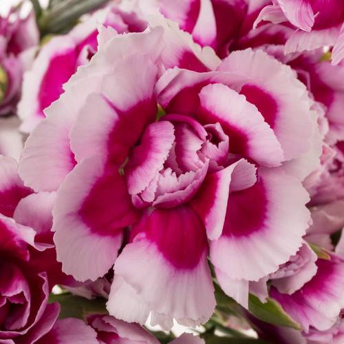 Spraynelke rosa/lila Trendy Tessino 60cm