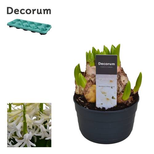Hyazinthe weiss Multiflora T10,5 H015