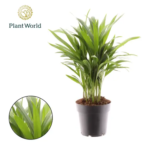 Areca T14 H55