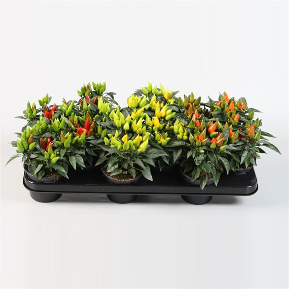 Capsicum mix T10,5 H15