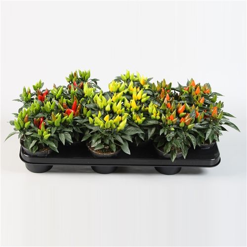 Capsicum mix T10,5 H15
