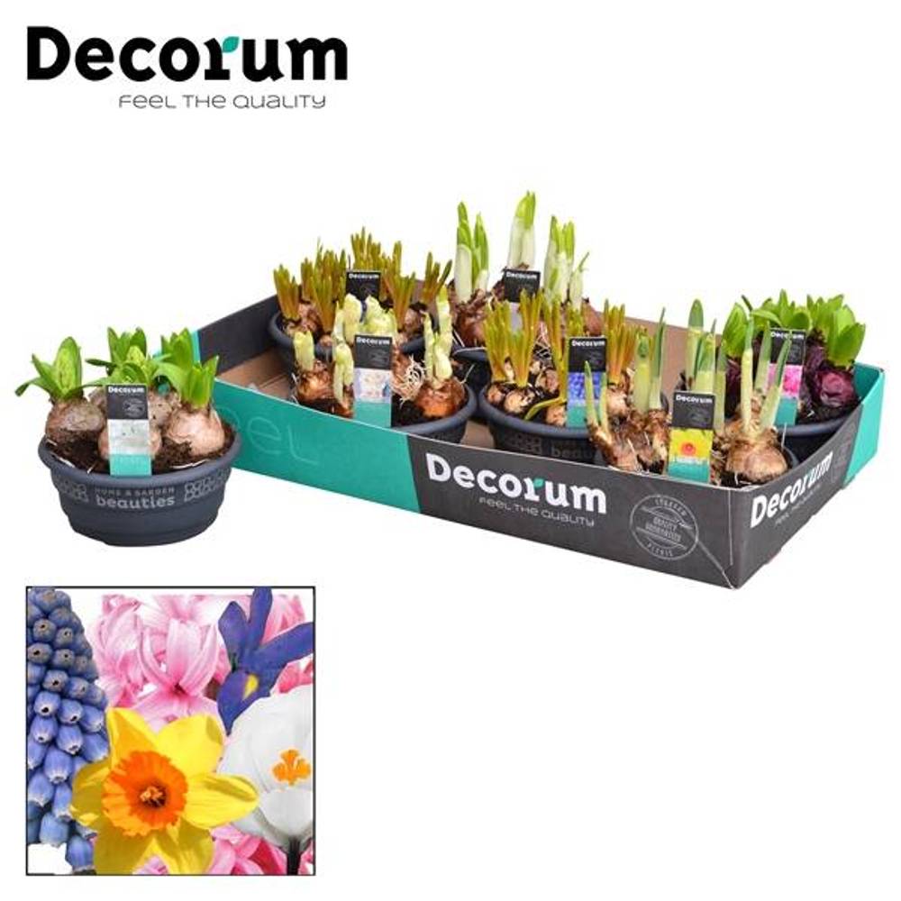 Zwiebel mix Schale T16 H25 