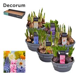 Zwiebel mix Schale T16 H25 