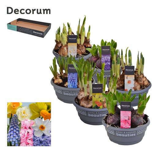 Zwiebel mix Schale T16 H25 