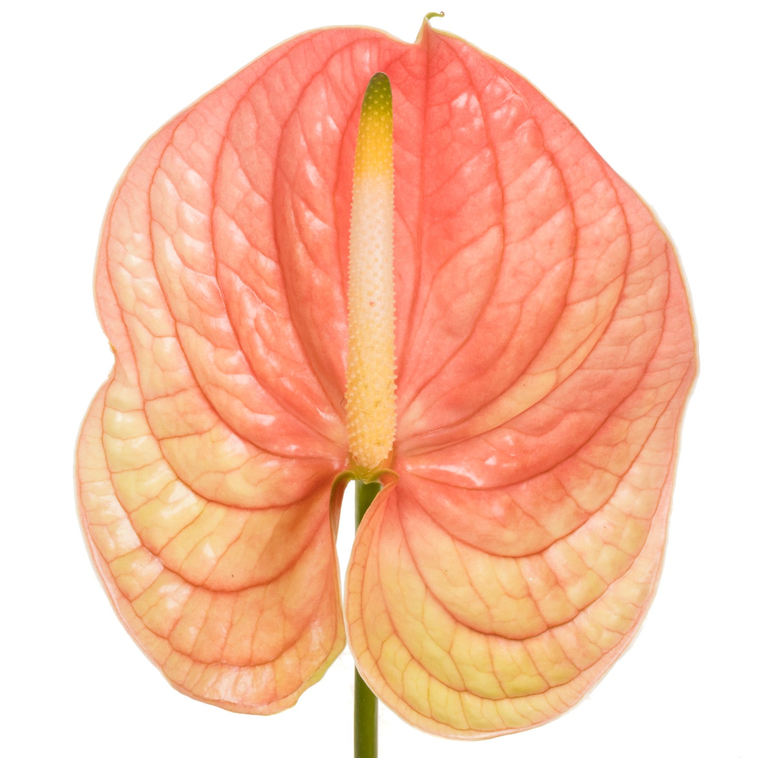 Anthurium rosa Nunzia Blüte 15cm