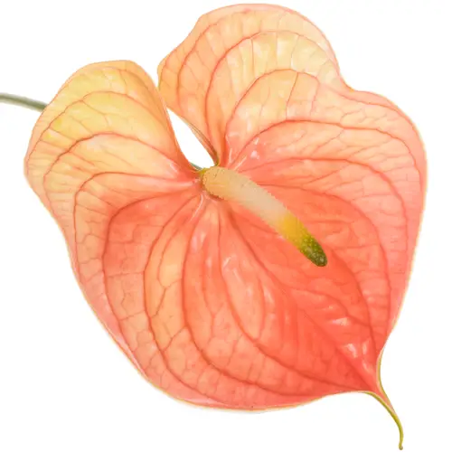 Anthurium rosa Nunzia Blüte 15cm