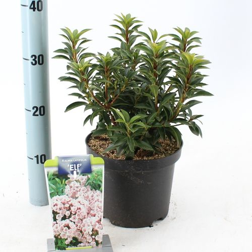 Kalmia Latifolia Elf weiss/rosa T19 H30