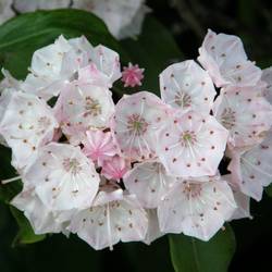 Kalmia Latifolia weiss/rosa Elf T19 H030