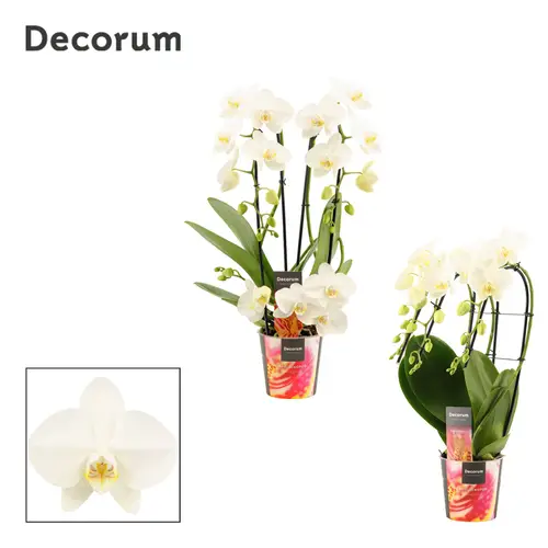 Phal.3-R creme Formen mix T12 H050