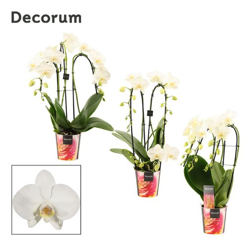 Phal.3-R weiss Formen mix T12 H50
