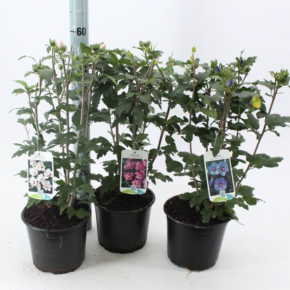 Hibiscus Syr.mix T19 H40