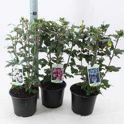 Hibiscus Syr.mix T19 H40
