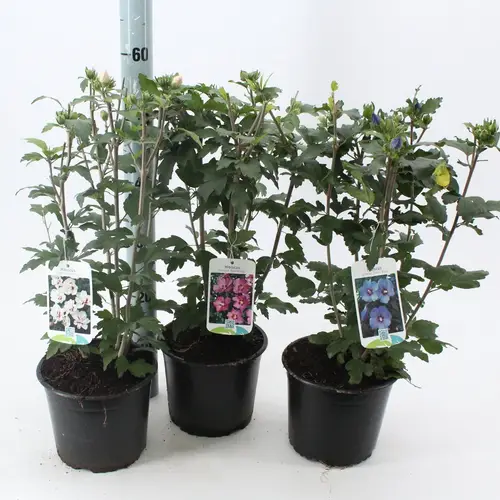 Hibiscus Syr.mix T19 H40