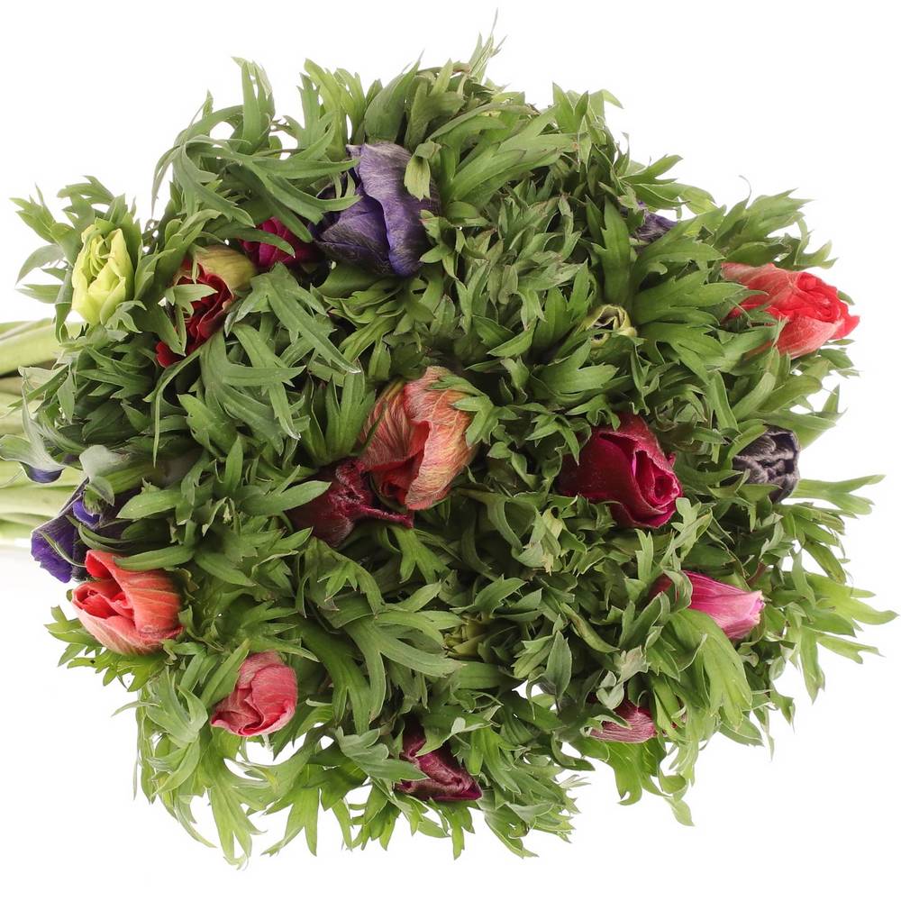 Anemone mix Import 40cm