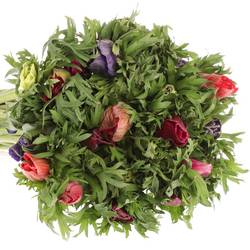 Anemone mix Import 40cm