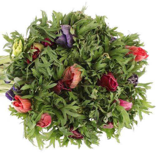 Anemone mix Import 40cm
