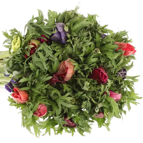 Anemone mix Import 40cm