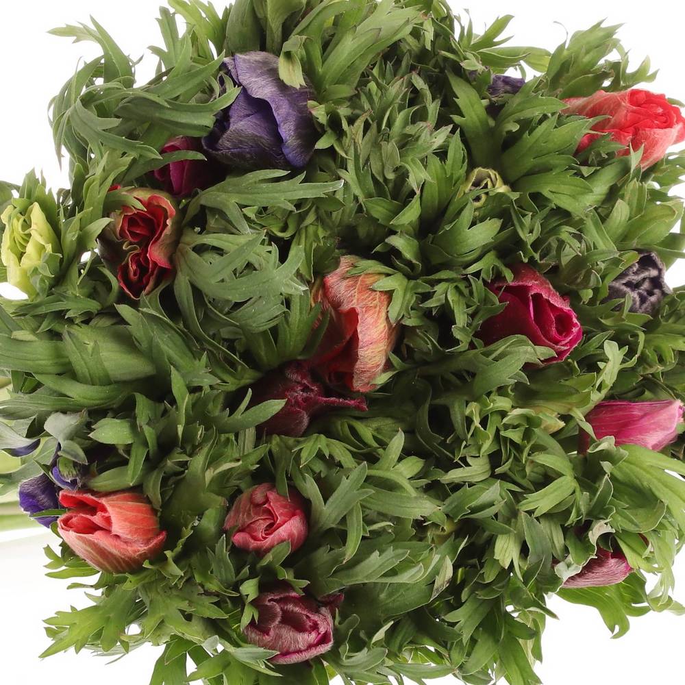 Anemone mix Import 40cm