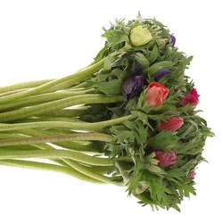 Anemone mix Import 40cm