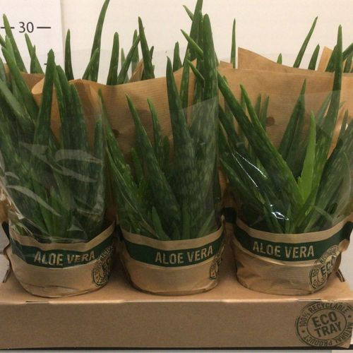 Aloë Vera T12 H35 Schnapchen Von Uhr